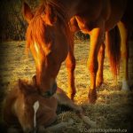 2017 AQHA Foals