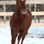 A fancy 2010 daughter of NCHA Futurity Champion Bobs Hickory Rio