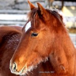 A fancy 2010 daughter of NCHA Futurity Champion Bobs Hickory Rio