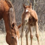 2012 AQHA filly Playboys Luv Chics X Some Do Little