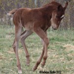 2012 AQHA filly Playboys Luv Chics X Some Do Little